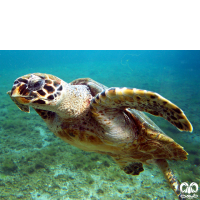 گونه لاکپشت پوزه عقابی Hawksbill Turtle